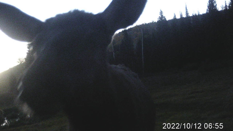 Windler Ranch Wildlife